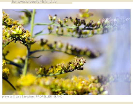 My Berlin Photos Berlin STANDARDs fence+flowers