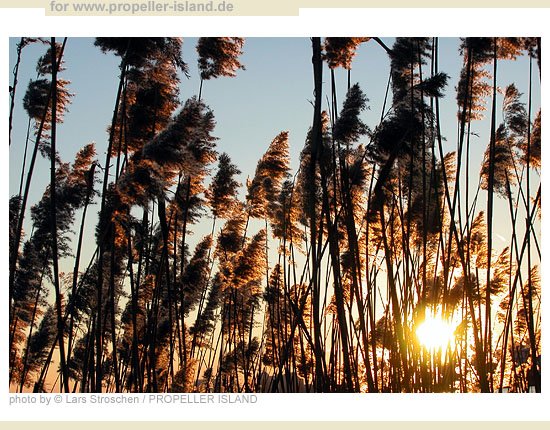 My Berlin Photos Berlin is GREEN Potsdam Abend