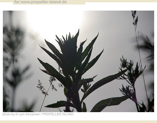 My Berlin Photos Berlin is GREEN flower in light